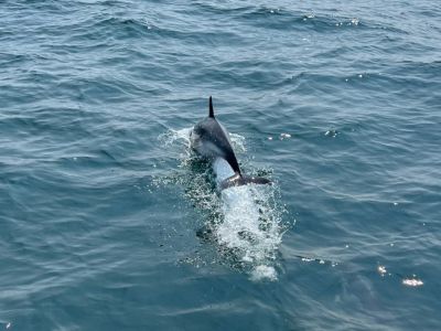Promenade en bateau du côté de Belle-Ile-en-Mer, Houat et HOouedic et espérer apercevoir des dauphins